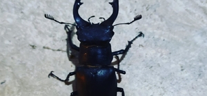 Kırmızı listede yer alan geyik böceği Elazığ'da görüntülendi