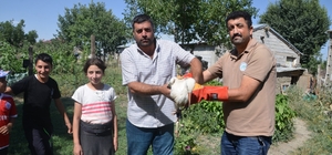 Muş'ta yuvadan düşen leylek yavrusu tedaviye alındı