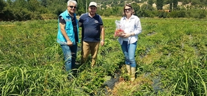 Şaphane'de çilek bahçelerinden pestisit kalıntı için numune alma çalışmalar...
