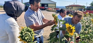 Bursa'da çayır tırtılı görülen ekili alanlar büyük oranda ilaçlandı
Milletvekili Esgin çayır tırtılı mücadelesini yerinde inceledi