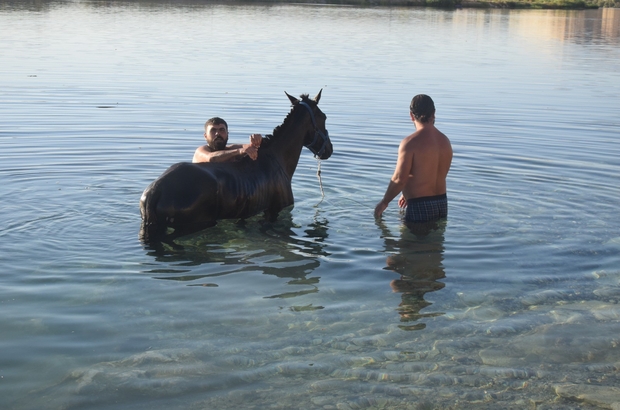 Şanlıurfa’da sıcaktan bunalan atlar Fırat Nehrinde serinletildi