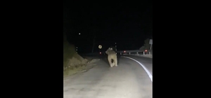 Kemaliye'de boz ayı yola indi