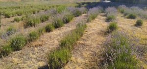 Giresun’da DOKAP desteğiyle lavanta üretimi yaygınlaştırılıyor