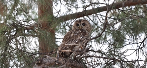 Erzincan'da tedavisi tamamlanan baykuş doğaya salındı