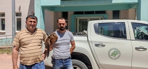 Derebucak'ta yaralı bulunan kızıl şahin koruma altına alındı