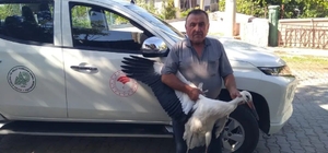 Beyşehir’de yaralı bulunan leylek koruma altına alındı
