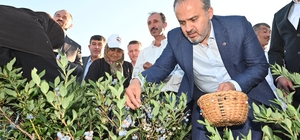 Yaban mersininde hasat bereketi