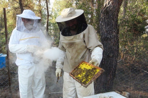 Üniversite kampüsünde organik arıcılık
Muğla Sıtkı Koçman Üniversitesi kampüs alanında Aracılık Programı öğretim görevlisi tarafından 5 yıldır pestisit ve antibiyotik kullanmadan organik arı üretimi çalışması yürütülüyor