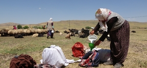 Berivanların sıcak havada zorlu süt mesaisi
Muş'taki 'Berivanlar' süt sağma...