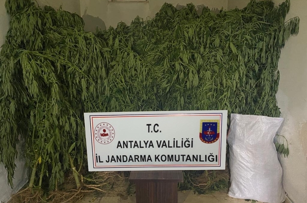 Serada kenevir üretimi yapan 2 şüpheli tutuklandı
50 kök kenevir bitkisi ve 8 kilogram esrar ele geçirildi