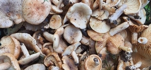 Orman mantarı lezzeti ile kendini aratıyor