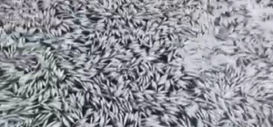 Bursa'da esrarengiz balık ölümleri