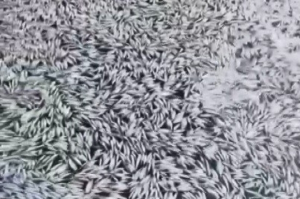 Bursa'da esrarengiz balık ölümleri