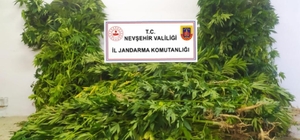 Nevşehir'de kenevir bitkisi yetiştiren şahıs göz altına alındı