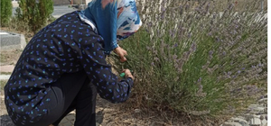 DPÜ Tavşanlı Meslek Yüksekokulunda lavanta hasadı