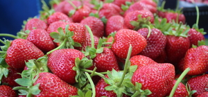 Ödemiş'te çilek ve barbunya festivali düzenlendi