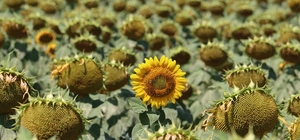 Erzincan'da çiftçiler devletin tohum desteğiyle yağlık ayçiçeği üretimine b...