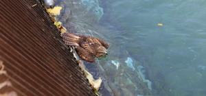 Konya'da bitkin halde bulunan şahin yavrusu tedaviye alındı