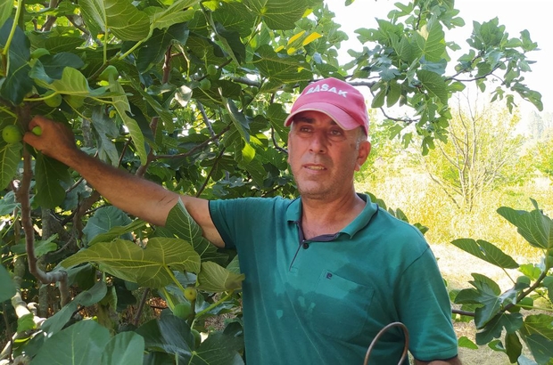 Mudanya'da Bursa siyah inciri hasadı başladı