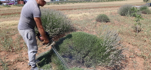 Isparta ve Burdur'un mor bahçelerinde hasat telaşı