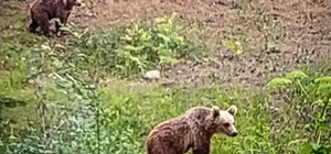 Bolu'da bozayı yavruları fotoğraflandı