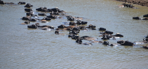 Muş'ta sıcaktan bunalan mandalar nehirde serinletiliyor