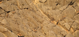 Koruma altındaki yaban keçileri Yazılı Kanyon'da görüntülendi