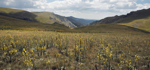 Köroğlu Dağları'nın zirvesinde yalnız kalan kadının ürettiği süt ürünleri i...