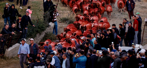 Burdur'da "sudan koyun geçirme" yarışması yapıldı
