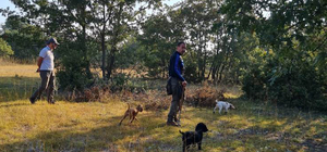 Kütahya’da eğitimli köpeklerle trüf mantarı arama çalışmaları yapıldı