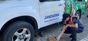 Aydın'da jandarma ekipleri sahipsiz hayvanlar için doğaya mama bıraktı