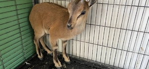 Erzurum'da tedavi edilen yaban keçisi doğaya salındı