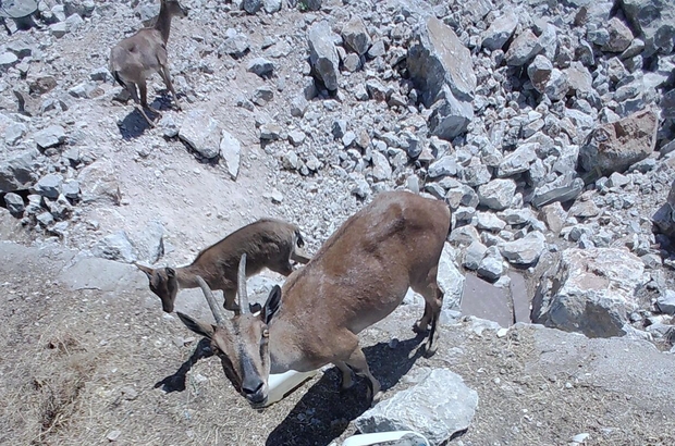 Muğla'da yaban keçileri görüntülendi