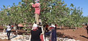 Diyarbakır'da fıstık hasadı başladı