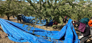 Elazığ'da 450 bin ağaçta badem hasadı başladı