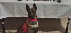 Iğdır'da silah kaçakçılığı operasyonunda 4 şüpheli yakalandı