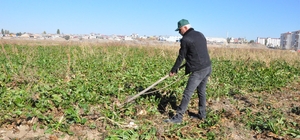 Yozgat'ta şeker pancarı çiftçisi açıklanan fiyatlardan memnun