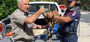 Adıyaman'da yaralı bulunan dağ keçisi tedavi altına alındı
