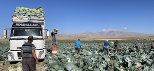 Niğde'de 130 bin ton lahana rekoltesi bekleniyor