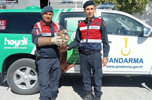 Manisa'da jandarmanın bulduğu yaralı şahin tedavi ediliyor