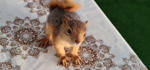 Elazığlı muhtar, sahiplendiği sincap yavrusunu enjektörle besliyor