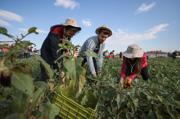 İzmir'de üniversite öğrencileri ihtiyaç sahipleri için patlıcan hasat etti