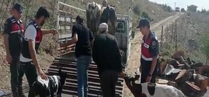 Balıkesir'de çalınan büyükbaş hayvanları jandarma buldu