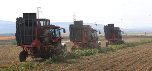 Az maliyetle üretim için deneme ekimi yapılan şeker pancarının hasadı yapıldı