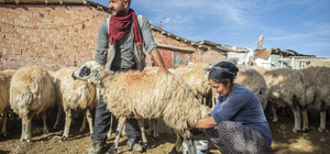 Göçer kadınlar devlet desteğiyle koyun sayısını artırdı