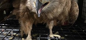 Erzurum'da yaralı ve bitkin bulunan kızıl şahin ile kara çaylak tedaviye al...