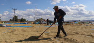 Çankırı'da geleneksel yöntemlerle kurutulan çeltik sofralardaki yerini alıy...