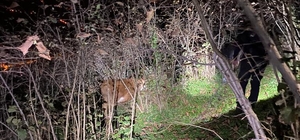 Ordu'da yaşlı kadının kaybolan ineklerini polis ve zabıta ekipleri buldu