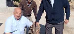 Adıyaman'da yaralı bulunan dağ keçisi tedavi altına alındı