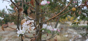 Selendi'de bir bahçedeki elma ağaçları çiçek açtı
